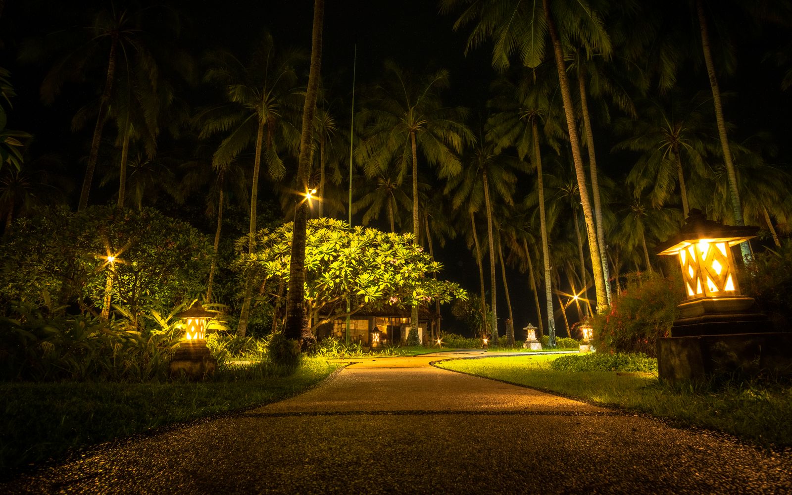 Uplit palms at night